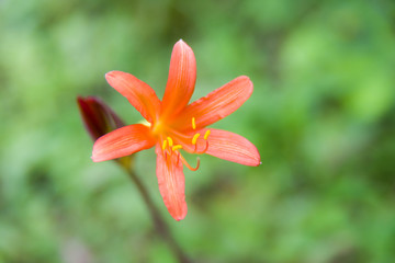 Fototapeta premium キツネノカミソリの花