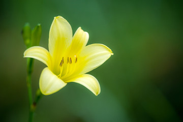榛名山に咲くユウスゲの花