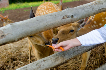 feeding carrots from the hands of a young spotted deer behind a tree fence