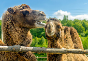 camels ' heads in close-up against the blue sky