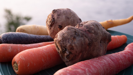 Close up photo of carrots and jerusalem artichokes on a green plate in various colors and sizes. Concept photo for local and sustainable farm produce.