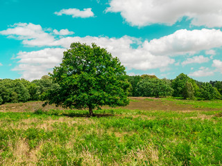 Fototapeta na wymiar Lone green tree in a field on a sunny day 