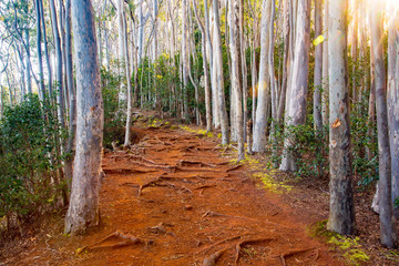 A trail through a eucalyptus forest on Oahu, Hawaii.