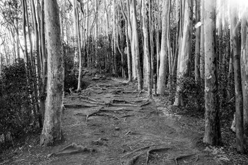 A black and white image of a trail through a eucalyptus forest on Oahu, Hawaii.