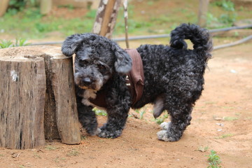 dog schnoodle schoodle poodle schnauzer pet