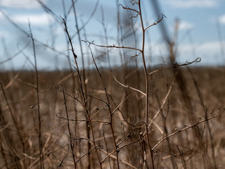 Dead field on a hot day 