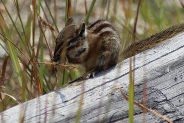 Chipmunk eating in Yellowstone National Park, Wyoming.