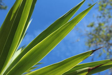 Leaves w/ Blue Sky Background