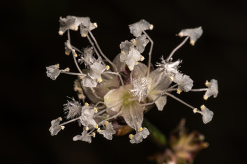 Fototapeta na wymiar Flower of Basket or Inch Plant (Callisia fragrans)