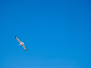 Lone seagull in the sky, on a sunny day 