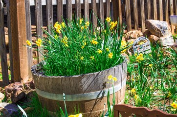 Daffodils in barrel