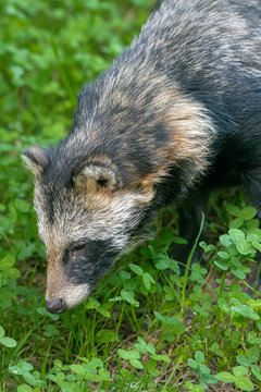 Raccoon Dog or Mangut (Nyctereutes procyonoides)