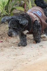 dog schnoodle schoodle poodle schnauzer pet