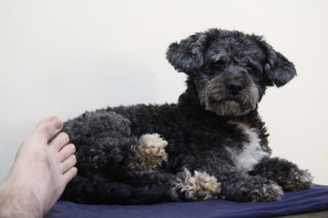 dog schnoodle schoodle poodle schnauzer pet