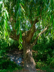 Green willow tree by the water 