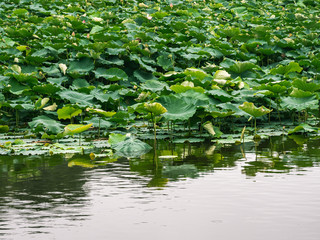 Lotus plants in the rain in North Carolina.