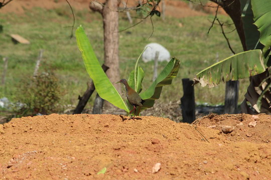 saracura do brejo