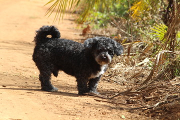 dog schnoodle schoodle poodle schnauzer pet