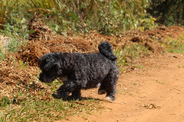dog schnoodle schoodle poodle schnauzer pet