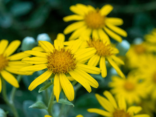Bright Yellow Flowers
