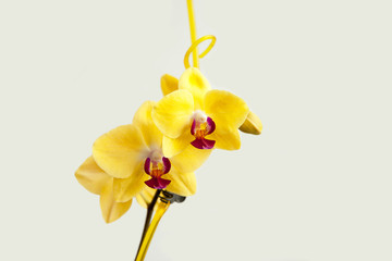 Fototapeta premium Yellow Orchid flower isolated on white background