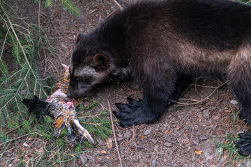 Wolverine or Skunk Bear (Gulo gulo)