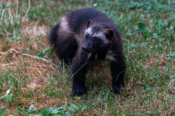 Wolverine or Skunk Bear (Gulo gulo)