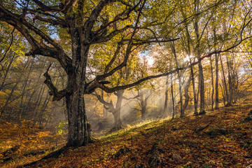 Autumn beech forest with a light haze, sun rays and a gnarled tree in the foreground