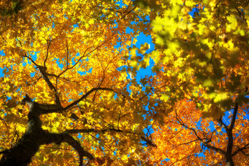 Abstract background of golden autumn maple forest on blue sky background