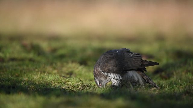 Northern goshawk ( Accipiter gentilis )