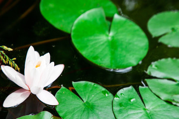 White lotus with yellow pollen on surface of pond