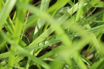 Macro Grass w/ Dew Water Droplets