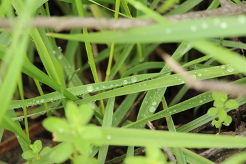 Macro Grass w/ Water Droplets