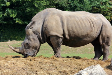 Naklejka premium Grandeur d'un rhino 