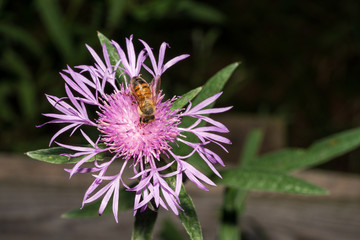 echte Flockenblume mit Biene