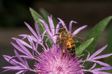 echte Flockenblume mit Biene