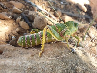 Large green locust on top of a stone