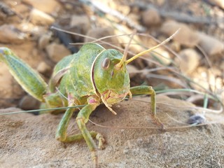 Large green locust on top of a stone
