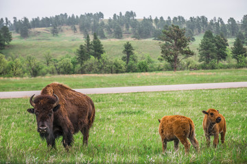 Bison and babies © Magdalena