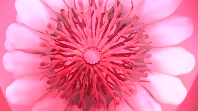 Female Breast Anatomy, Mammary, Boob, Body, Organs, Physical, Sickness, Health and cancer