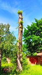 Fototapeta premium trees in the park