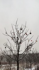 tree in snow