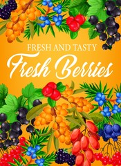 Berries, farm garden raspberry, strawberry and blueberry fruits, vector poster. Forest and garden berries food cranberry, gooseberry and barberry, honeysuckle and juniper fruits and black currant