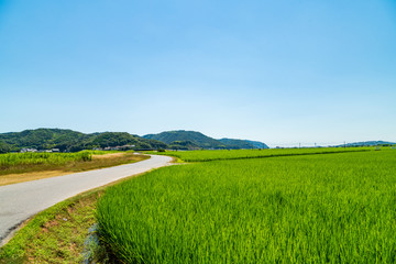 日本の夏の稲、