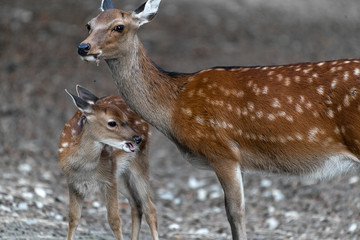 Sika or Japanese Deer (Cervus nippon)