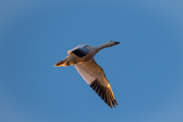 A single snowy geese in flight against blue sky in the early morning