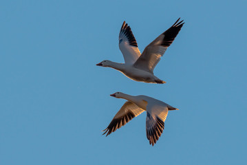 Fototapeta na wymiar Two snowy geese in flight , symmetric as mirror images. 