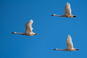 Three mute swans in flight against blue sky. 