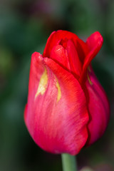 single red tulip