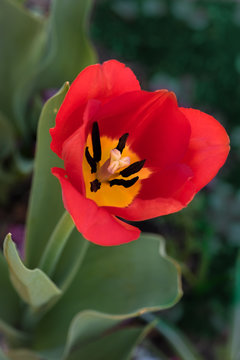 A half opened flower of red and yellow tulip